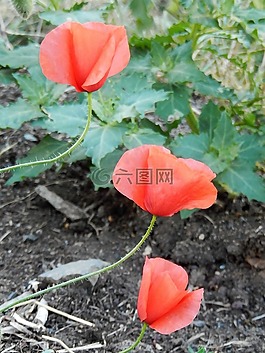 罂粟花,场,性质