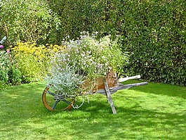 獨(dú)輪車,鮮花,自然