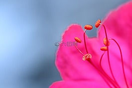 花,關閉了,特寫