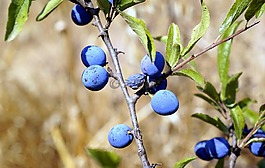 莓果,蓝色,植被
