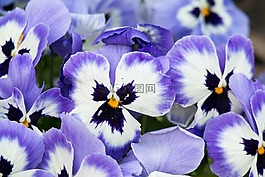 潘茜,紫,鮮花