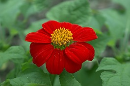 花科,红色,艾菊