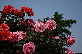 玫瑰,繁華,粉