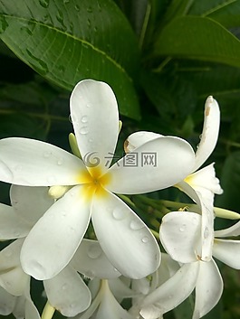 花,白,植物