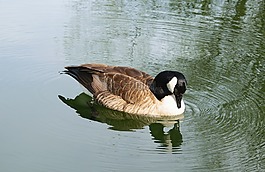 鳥,池,水