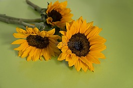 向日葵,太陽花,天性