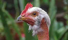 性質(zhì),鳥,戶外活動