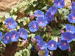 vetches,蓝色,开花