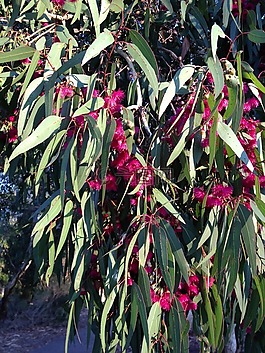 胶树,盛开,鲜花