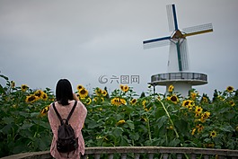 女孩,向日葵,風(fēng)車(chē)