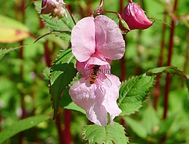 花,開花,蜜蜂