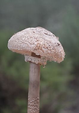 蘑菇,性質(zhì),森林