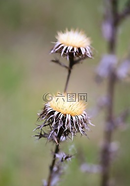 自然,蒲公英,植物