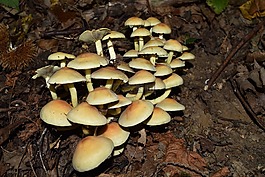hypholoma fasciculare,假粘性的,蘑菇