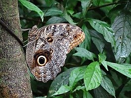 mariposa,昆虫,节肢动物