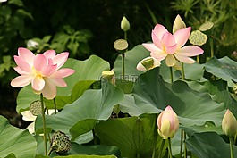 荷花,睡蓮,花
