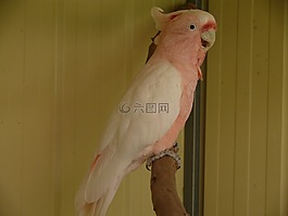 鸚鵡,鳥,galah
