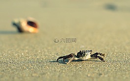 螃蟹,海灘,海洋