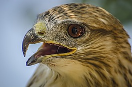 獵鷹,野生動物,鳥
