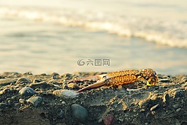 螃蟹,海洋,石頭