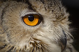 貓頭鷹,野生動物,鳥