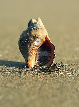 海洋,砂,海灘