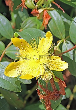 花,黃色,黃色的花