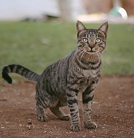 猫,cakir