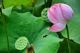 荷花,綠色,鄉下