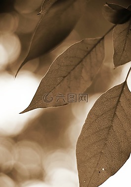 葉子,咖啡,背景