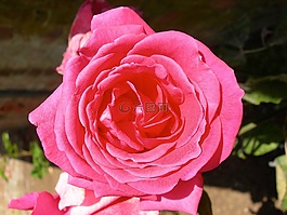 玫瑰,紅色,花