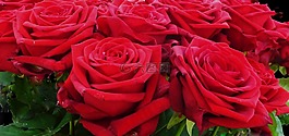 玫瑰,紅色,紅玫瑰