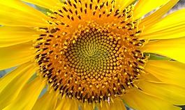 向日葵,向日葵種子,葵花籽