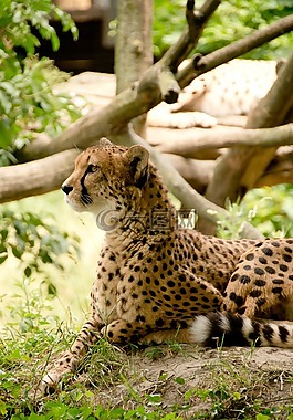 非洲,肯尼亞,野生動物園