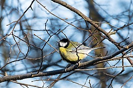 山雀,鳥(niǎo),春天