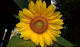 向日葵,鮮花,葵花
