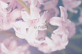 植物,花,粉红色