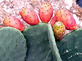 仙人掌,仙人掌無花果,廠