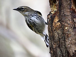 野生動物,鳥,自然