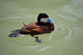 鴨,鳥,動物