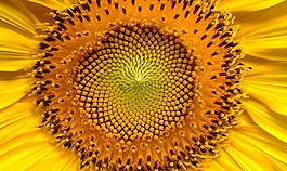 向日葵,鮮花,葵花