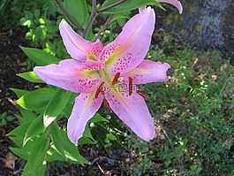 粉紅色的明星莉莉,花,開花