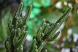 minicestus,cestus,树