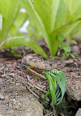 生活,核心,植物