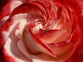 玫瑰,紅色,花