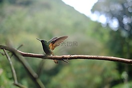 自然,動(dòng)物,鳥