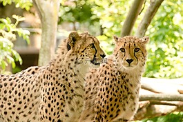 非洲,肯尼亞,野生動(dòng)物園