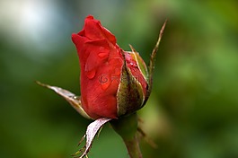 玫瑰花蕾,紅色,花