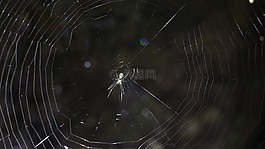 蜘蛛,web,自然