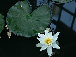 水百合,花,池